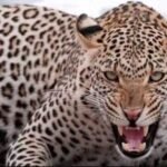 गुलदार के हमले में बुजुर्ग महिला की मौत, झाड़ियों में मिला शव